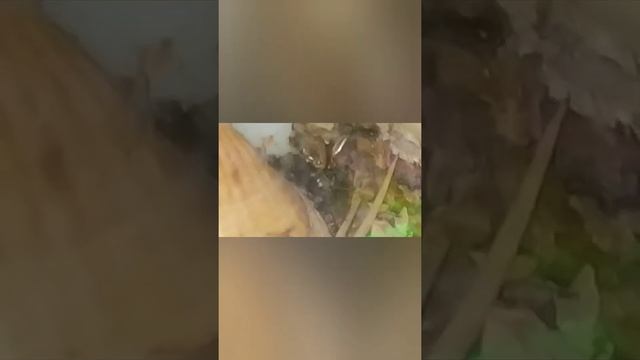 Новые муравьиные матки и кормление муравьёв маткой смотреть онлайн