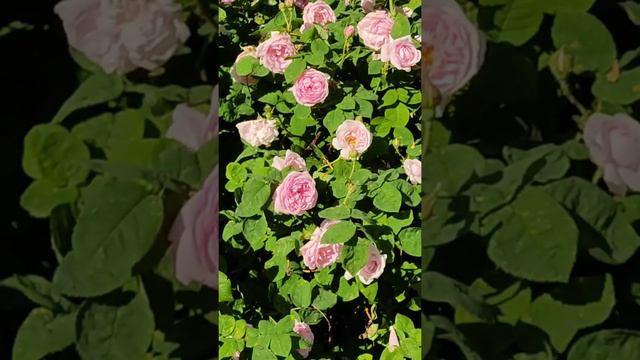 Розы смотреть онлайн
