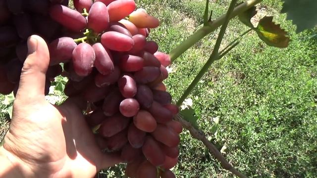 Виноград Ромео и Диксон смотреть онлайн