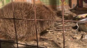 Живой уголок в школе №4