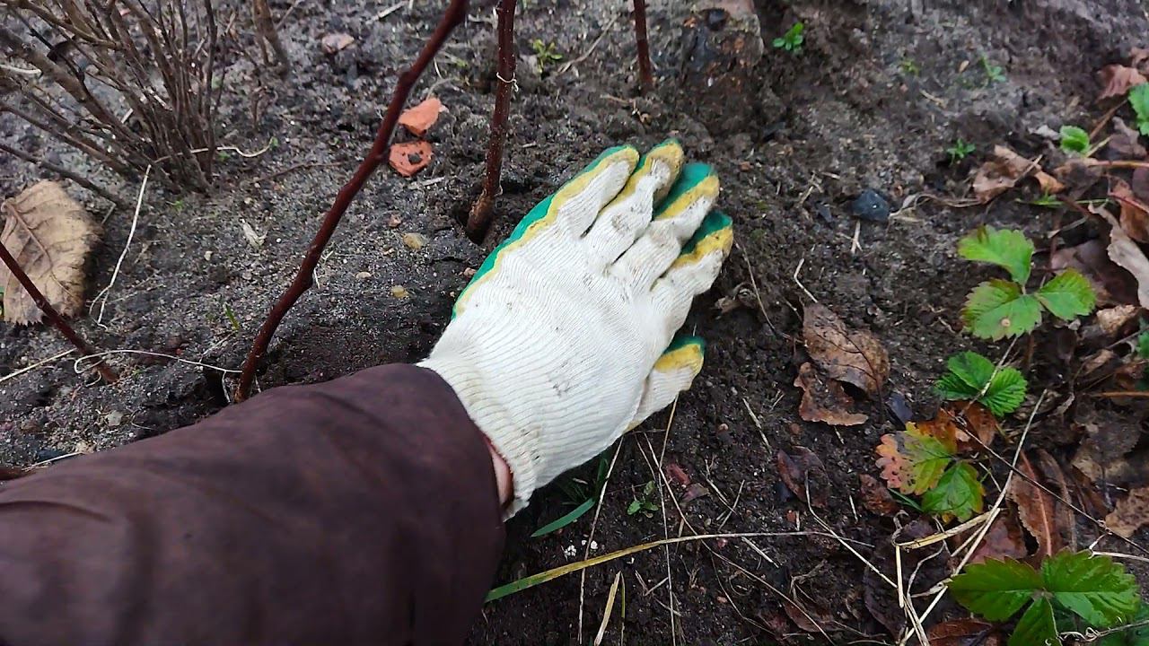 Ягодки и Цветочки у Инны