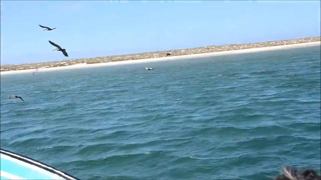 Dolphins in Magdalena Bay, Puerto San Carlos, Baja Mexico смотреть онлайн