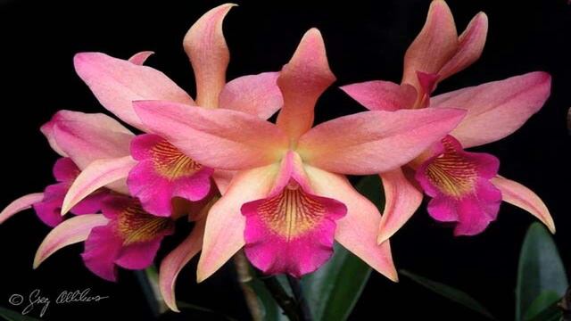 Georges Carpentier The Orchid Man смотреть онлайн