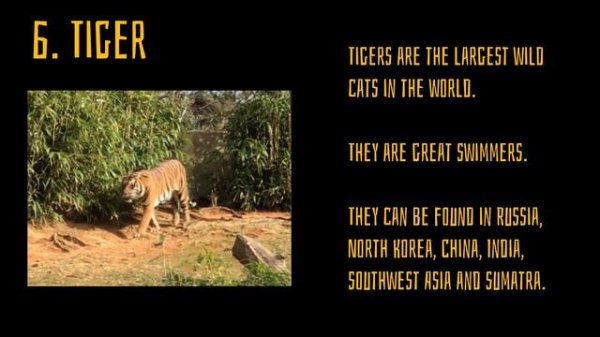 How to Talk about ANIMALS - (Animal Facts) For English/inglés learners