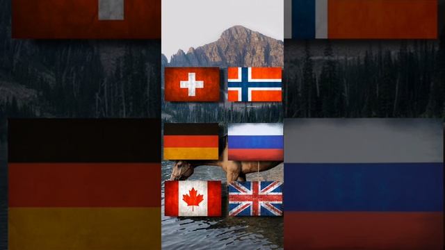 Schleich выбирашки | выбирашки по лошадям смотреть онлайн