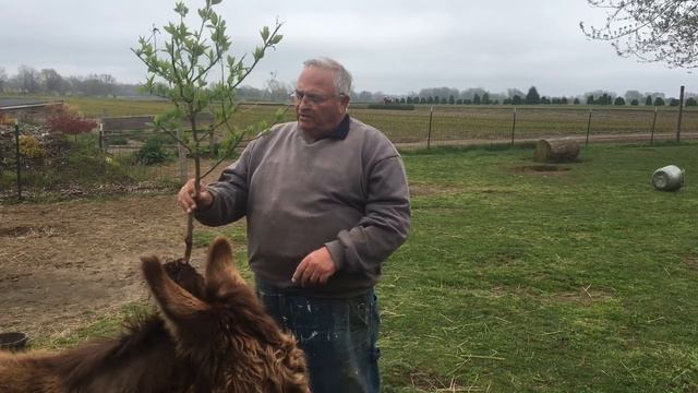 Growing Tree Hydrangeas смотреть онлайн