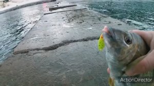 Крупный морской карась на колебалки. Рокфишинг.Небуг