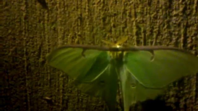 Weird moth on wall смотреть онлайн