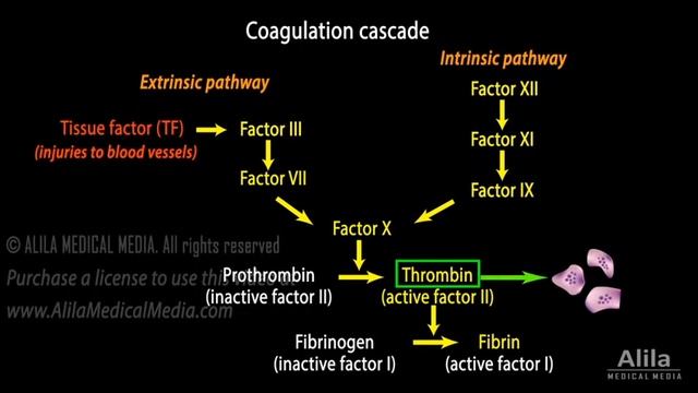 Hemostasis_ Control of Bleeding, Coagulation and Thrombosis, Animation.mp4 смотреть онлайн