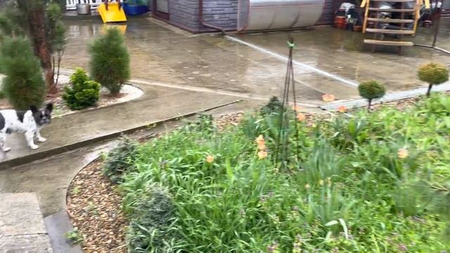В Александровском саду тоже бывают дожди ?️ ? смотреть онлайн