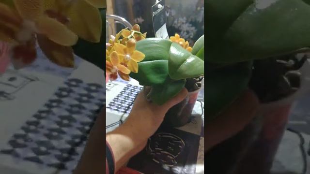 Орхідея фаленопсіс Мастерпіс Masterpiece ароматна смотреть онлайн