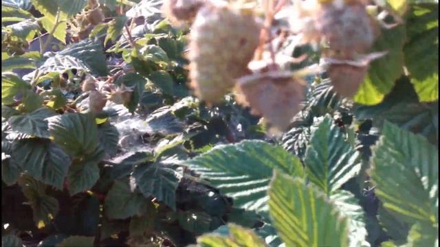 МАЛИНА ГОРДОСТЬ РОССИИ. НАЧАЛО ПЛОДОНОШЕНИЯ смотреть онлайн