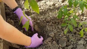 Как вырастить болгарский перец из магазинного болгарского перца