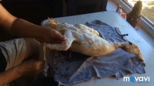 Забой уток мулардов в 61 день!