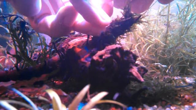 Как прикрепить мох к коряжке. ВАРИАНТ ВТОРОЙ (ПОДВОДНЫЙ) смотреть онлайн