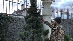 Элегантный Кипарисовик. Стрижем НИВАКИ