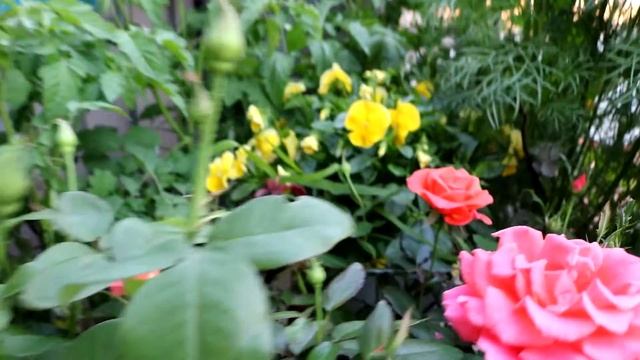 Rose Honey Sweet смотреть онлайн