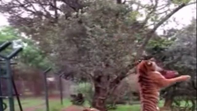 Incredible jump of tiger for prey Невероятный прыжок тигра за добычей смотреть онлайн