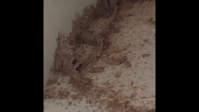 פעילות טרמיטים בארון מטבח בדירה בפתח תקווה - 055-970-5872 - הדברה סנטר смотреть онлайн