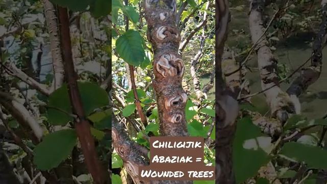 Injured, Wounded, or Bruised Trees: Abenaki Language Translation Chiligijik??? #abenaki #wabanaki смотреть онлайн