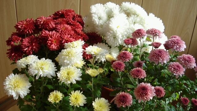 ХРИЗАНТЕМА ГУЛЛАРИ #2022 смотреть онлайн