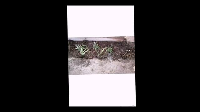 #ЕЙСК, #ДАЧИ ? Еду в вет аптеку. Ищу мужика спилить орех. Цветочки. Оксана решила спеть. смотреть онлайн