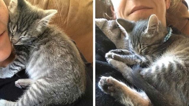 Спасение брошенных котят от холода и голода смотреть онлайн