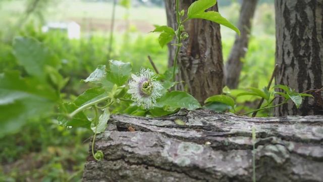 Павловния 7 метров. Катальпа. Голубика. Пассифлора. Мускатный виноград. Лесосад с нуля смотреть онлайн