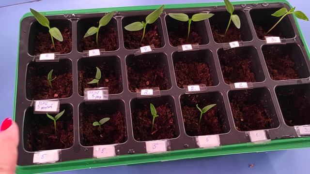 09.03.21.ПЕРЦЫ рассада растет?1 часть смотреть онлайн