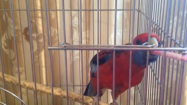 Мой попугай Кеша смотреть онлайн