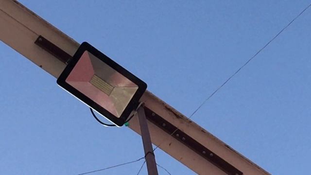 #Pigeon.Вот вам ещё одно доказательство что хищник атакует на самого слабого!