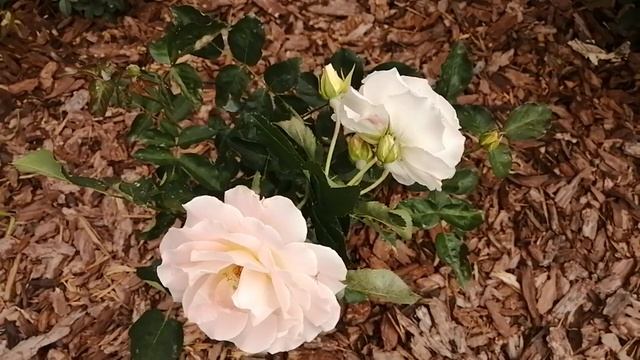 Розы. Цветение в первую волну (часть5) и начало второй волны. О сортах Rokoko,Telethon,Prix Redut..