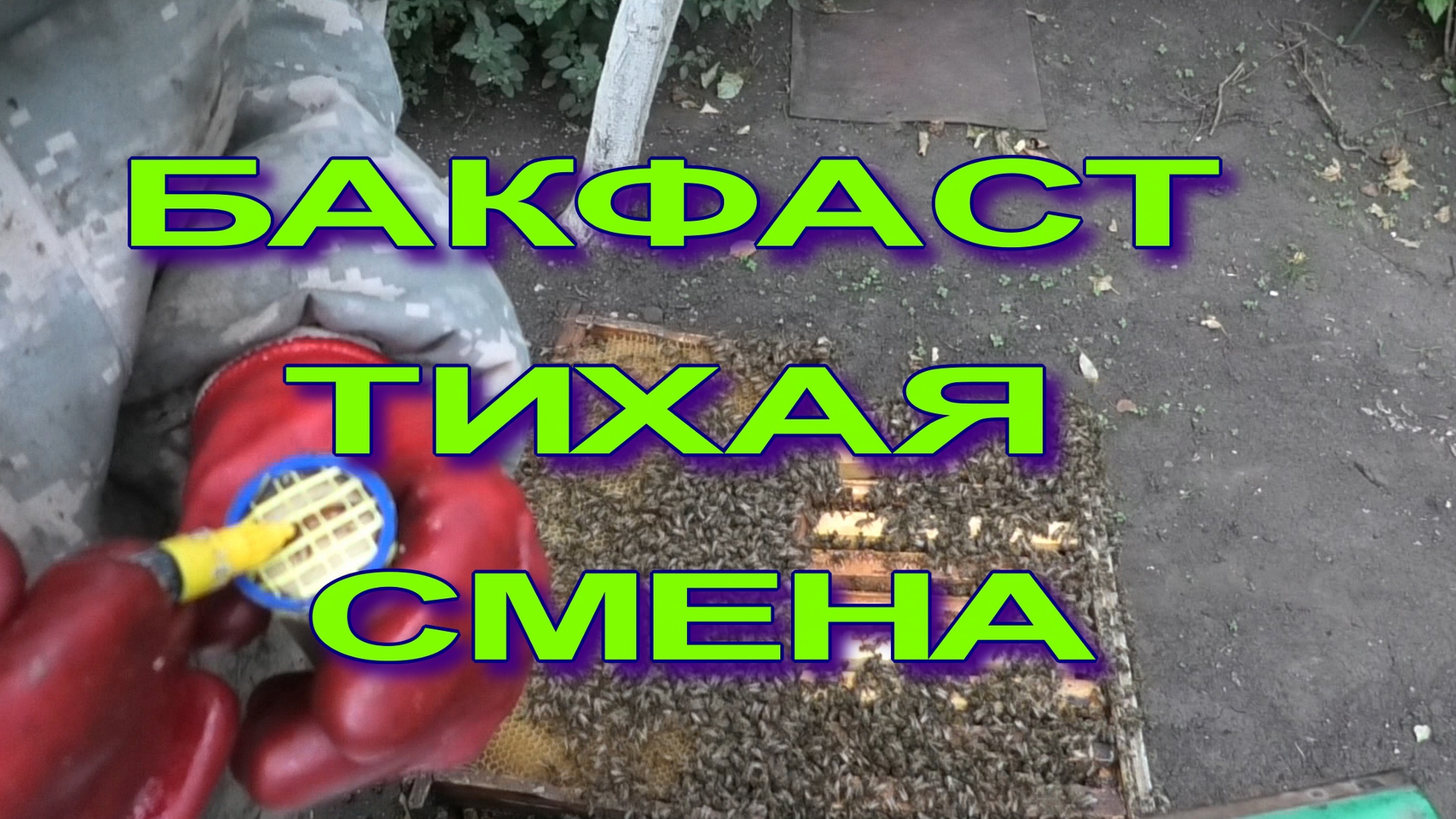 ПЧЕЛЫ САМИ РЕШАЮТ КОГДА МЕНЯТЬ ПЧЕЛИНУЮ МАТКУ.mp4 смотреть онлайн