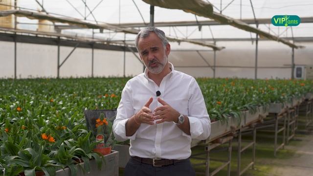 VIPlants: Ornithogalum dubium смотреть онлайн