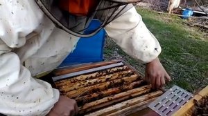 ПЧЕЛОВОДСТВО САЖАЕМ  МАТКУ В НИКОТ Секреты начинающим