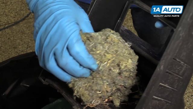 How to Clean and Remove a Mouse Nest Inside Air Box in your Car смотреть онлайн