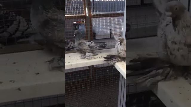 голуби Армавиры короткоклювые Москва смотреть онлайн