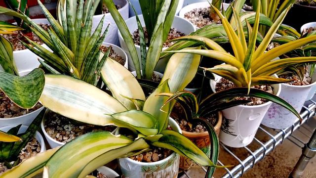 Sansevieria Rust Rot смотреть онлайн