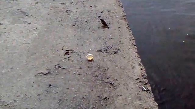 Воробей ворует опарышей у рыбака.Рыбу не ворует. смотреть онлайн