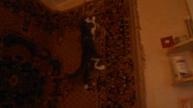 Кот стенолаз смотреть онлайн