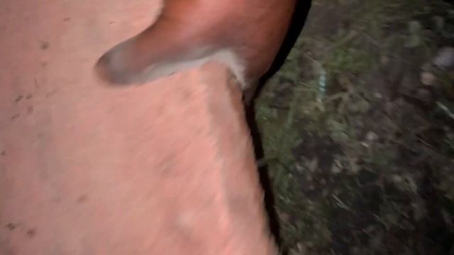 How to install: The ULTIMATE DIY Outdoor TURTLE POND смотреть онлайн