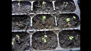 БАЗИЛИК БЕЗ ПИКИРОВКИ - РАССАДА БАЗИЛИКА. ПОСЕВ В КИПЯТОК! Рассада базилика- всходы на 3 день!!!