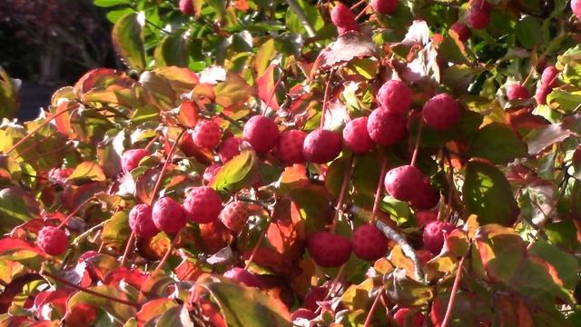 Edible Garden Ornamentals || Not Just for the Birds || Cornus kousa & Rosa rugosa || Quick & Easy смотреть онлайн