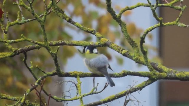 Большая синица умывается после дождика