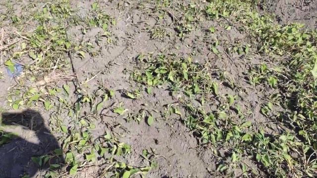 Гербицид против сорняков по кукурузе смотреть онлайн