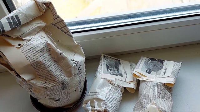 Квіти. Хойя. Філодендрон Міканс. смотреть онлайн