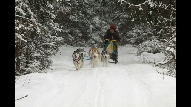 vip-dog.ru Катания на хаски. Катания на собаках. Катания на собачьих упряжках. смотреть онлайн