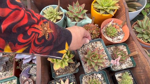 Las Agavoides смотреть онлайн
