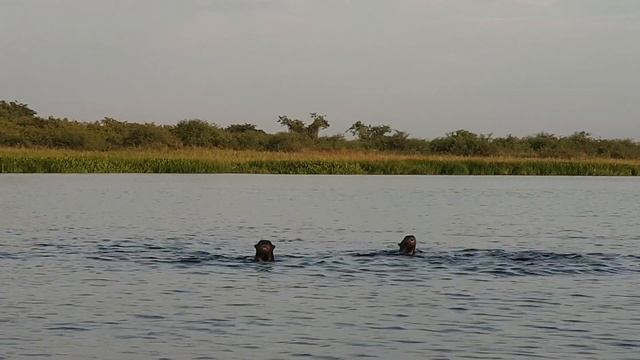 Giant Otters In Pantanal, Paraguay