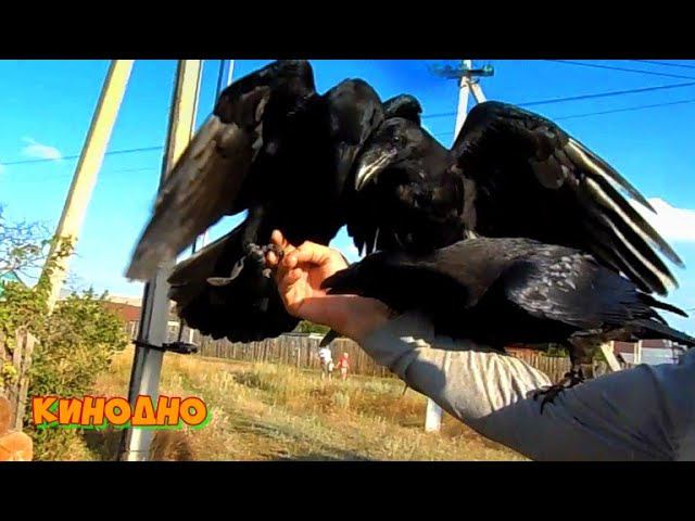 Будни. смотреть онлайн